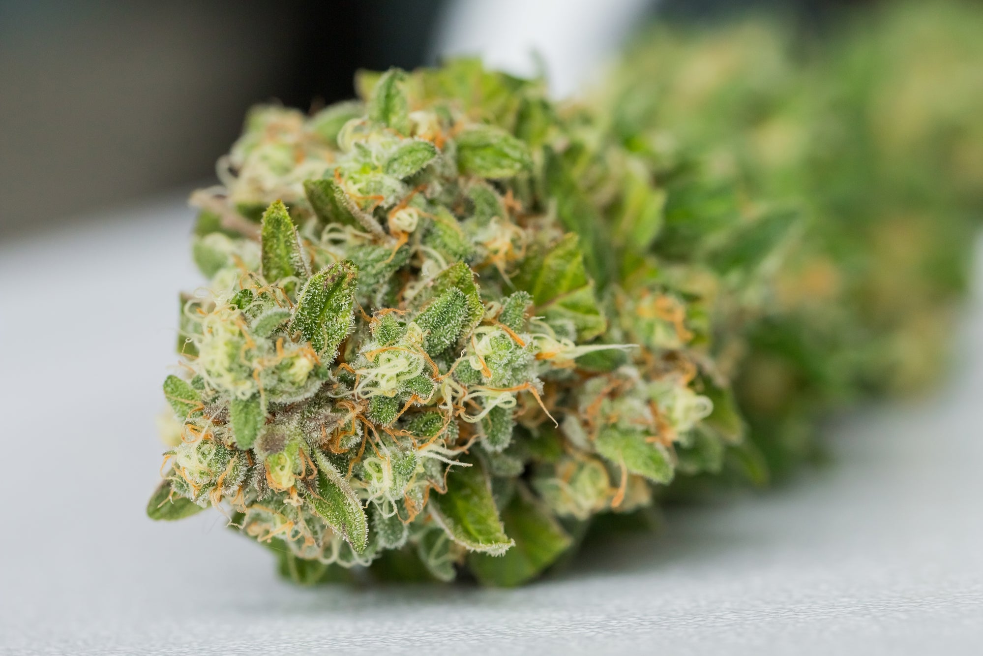 Close up Macro of freshly harvested Medical Marijuana