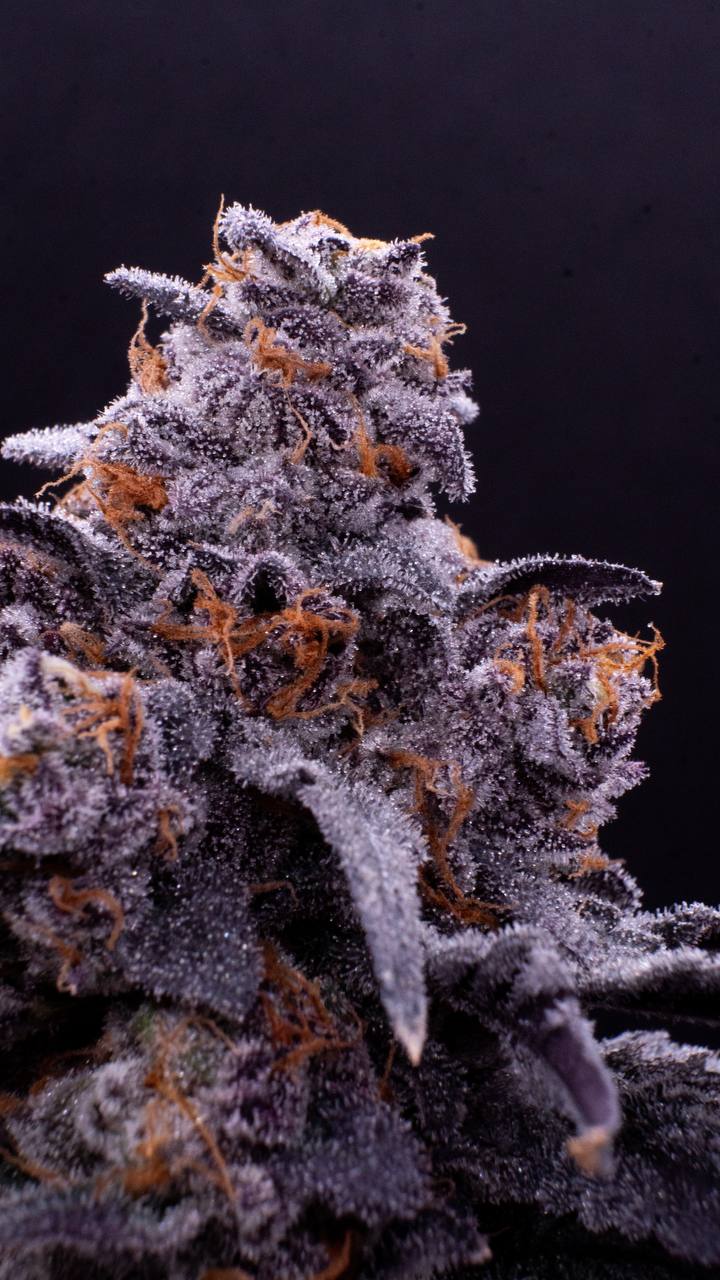 Original Z THCa Flower (Exotic) (Indica Hybrid) | PUFFY