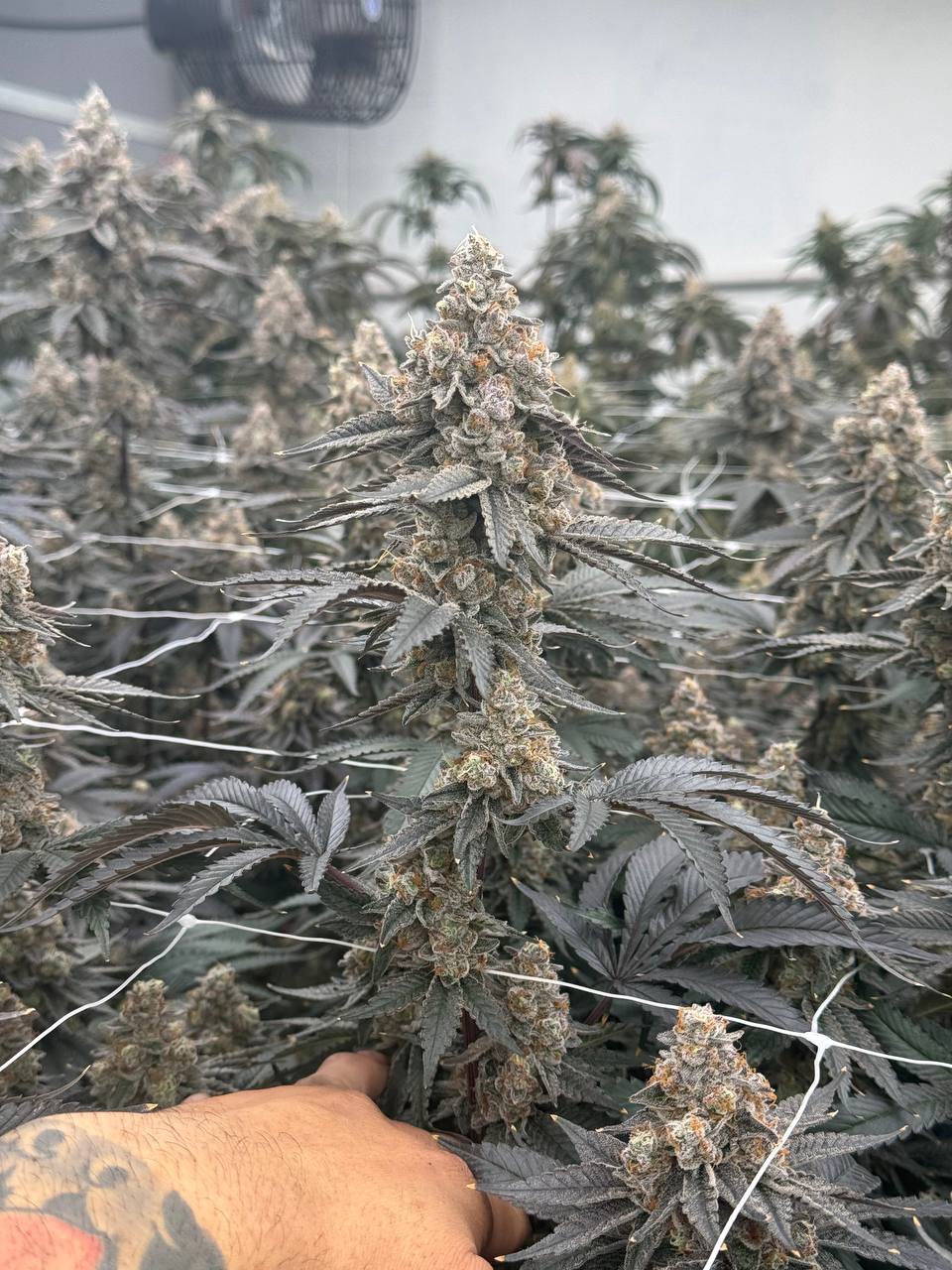 Jam Session THCa Flower (Indoor) (Hybrid) – Puffy THCa