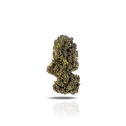 PUFFY Acai Berry Gelato is a vibrant sativa-dominant hybrid THCa strain, crafted from the flavorful fusion of Thin Mint Cookies and Sunset Sherbet. This stunning strain boasts deep purple hues and a thick, glistening layer of trichomes, making it as visually striking as it is potent. Its aroma profile is rich and earthy, blending musky, mossy, and root-like undertones with a bold gasoline kick, creating an intriguing and unforgettable scent. Consumers say it delivers a happy, talkative, and uplifting high, 