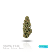 PUFFY Animal Face is an sativa-dominant hybrid THCa strain resulting from the strategic pairing of Face Off OG and Animal Mints. The aroma opens with warm, earthy spices, layered with sharp savory onion notes and finished by a bold, pungent gassy undertone. Visually, dense forest green buds with purple hues and fiery orange pistils are coated in sticky trichomes. Consumers often report a euphoric, uplifting onset that delivers a clear-headed, focused experience before gradually transitioning into deep physi