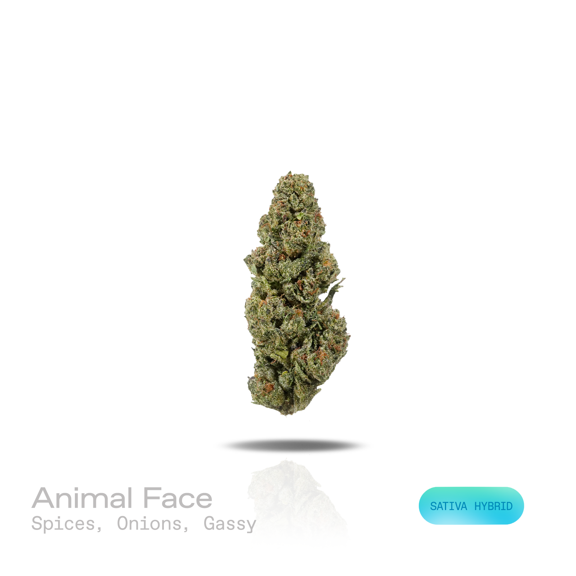 PUFFY Animal Face is an sativa-dominant hybrid THCa strain resulting from the strategic pairing of Face Off OG and Animal Mints. The aroma opens with warm, earthy spices, layered with sharp savory onion notes and finished by a bold, pungent gassy undertone. Visually, dense forest green buds with purple hues and fiery orange pistils are coated in sticky trichomes. Consumers often report a euphoric, uplifting onset that delivers a clear-headed, focused experience before gradually transitioning into deep physi