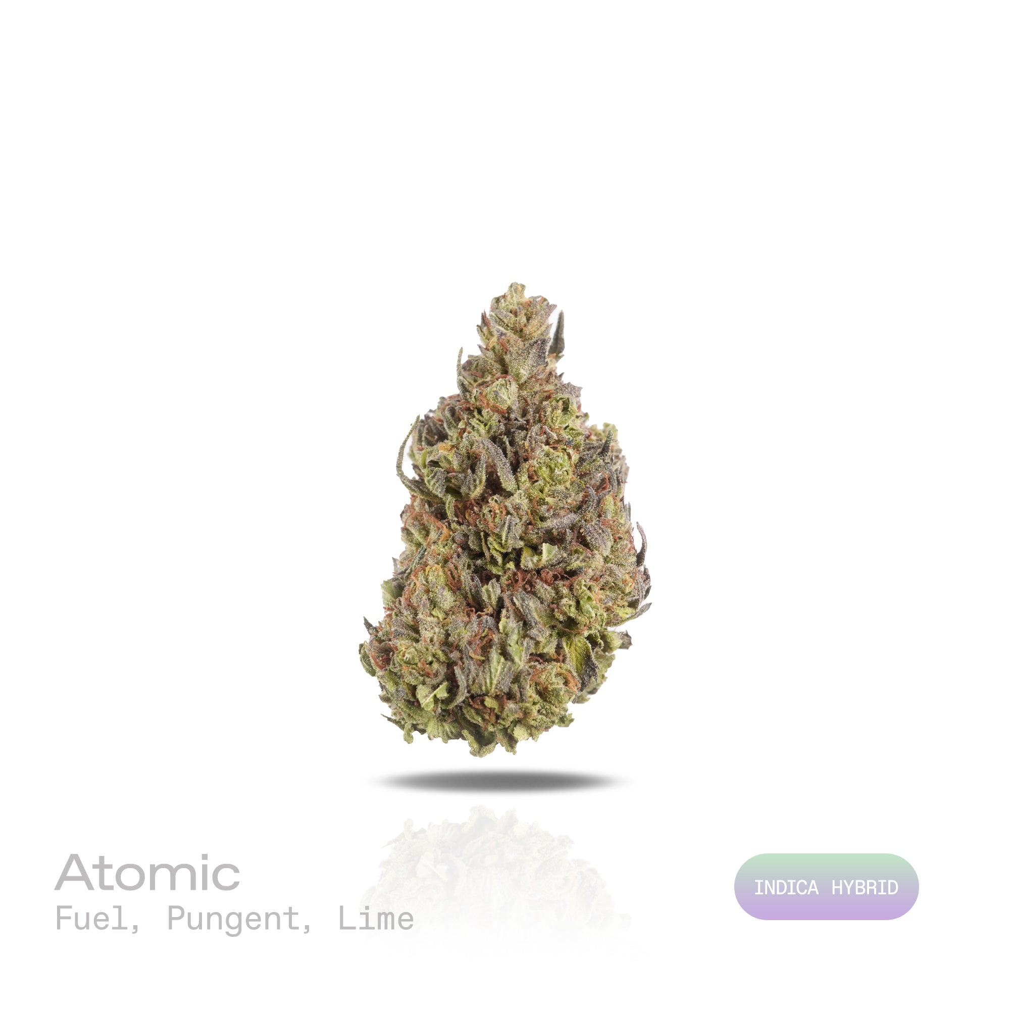PUFFY Atomic is an indica-dominant hybrid THCa strain created by crossing Chemdawg and OG Kush, then further refined with THC Bomb. The aroma bursts with a sharp, fuel-like intensity, layered with pungent notes and a zesty hint of fresh lime. Visually, the buds are dense and dark forest-green, accented by vibrant orange pistils and a thick coating of glistening trichomes. Consumers often describe an initial wave of uplifting, euphoric cerebral effects that quickly elevate mood and enhance focus, gradually t