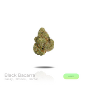 PUFFY Black Bacarra is a balanced hybrid THCa strain resulting from the distinguished pairing of Cali Black Roze and Diesel Dog. The aroma opens with bold gassy notes layered with pungent onion undertones, finishing with a distinctive herbal character. Visually, dense dark green buds with purple hues and fiery orange pistils are coated in sticky trichomes. Consumers often report feeling euphoric, uplifted, energized, and clear-headed, followed by a deeply soothing body relaxation that creates a balanced exp