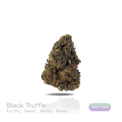 PUFFY Black Truffle is a premium indica-dominant hybrid THCa strain, born from the flavorful cross of Gelato 33 and Chocolate Kush. The aroma is a rich blend of earthy, sweet, and woody notes, with a deep musky undertone that lingers beautifully. Visually, the dense buds range from dark green to deep purple, coated in a thick layer of frosty trichomes and highlighted by bright orange hairs. Consumers often report a euphoric, uplifting mental buzz followed by deep body relaxation and a calming effect, making