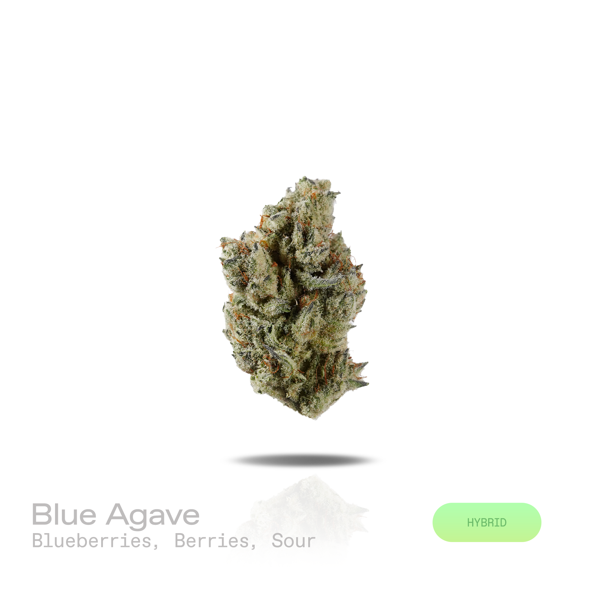 PUFFY Blue Agave is a balanced hybrid THCa strain emerging from the distinguished pairing of Blueberry and Agave. The aroma opens with sweet blueberries and ripe mixed berries, layered with a bright sour finish. Visually, dense forest green buds with purple hues and fiery orange pistils are coated in sticky trichomes. Consumers often report feeling euphoric, uplifted, relaxed, and calm, promoting a balanced mood, gentle mental clarity, and soothing physical comfort. 