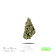 PUFFY Blue Burst is a balanced hybrid THCa strain rooted in the exceptional lineage of Purple Thai and Afghan. The aroma opens with fresh herbal notes, layered with warm spices and grounded by rich woody undertones. Visually, dense forest green buds with purple hues and fiery orange pistils are coated in sticky trichomes. Consumers often report a euphoric sense of well-being paired with focused mental clarity, a calming mindset, and deeply relaxing physical effects. 
