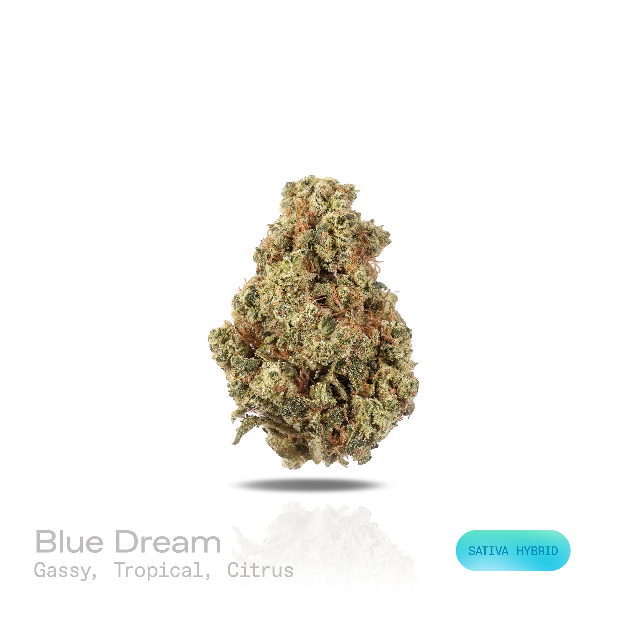 PUFFY Blue Dream is a sativa-dominant hybrid THCa strain born from the legendary cross between Blueberry and Haze. The aroma is a bold and tantalizing blend of gassy undertones, bright tropical fruits, and zesty citrus notes. Visually, dense lush green buds with purple hues and fiery orange pistils are coated in sticky trichomes. Consumers often report a euphoric, uplifting head high that flows into a gentle, motivating body buzz, perfect for clear, creative daytime energy.