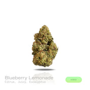 PUFFY Blueberry Lemonade is a balanced hybrid THCa strain born from the flavorful fusion of Blueberry Fuel and Vegas Lemon Skunk. It offers a refreshing aromatic profile, bright citrus and juicy berry notes layered with a cool touch of eucalyptus, creating a clean and invigorating finish. Visually, buds are dense and frosty, showcasing rich emerald-green tones accented by fiery orange pistils and occasional flashes of deep purple, all enveloped in a generous coat of glistening white trichomes. Consumers oft