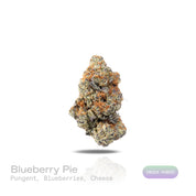 PUFFY Blueberry Pie is an indica-dominant hybrid THCa strain originating from the iconic cross of Blue Dream and Girl Scout Cookies. The aroma is pungent and unmistakably bold, blending sweet blueberries with a rich, savory cheese undertone. Visually, dense forest green buds with purple hues and fiery orange pistils are coated in sticky trichomes. Consumers often report an initial euphoric, uplifting head high that gradually settles into a deeply relaxed body high that may help ease stress, anxiety, and ins