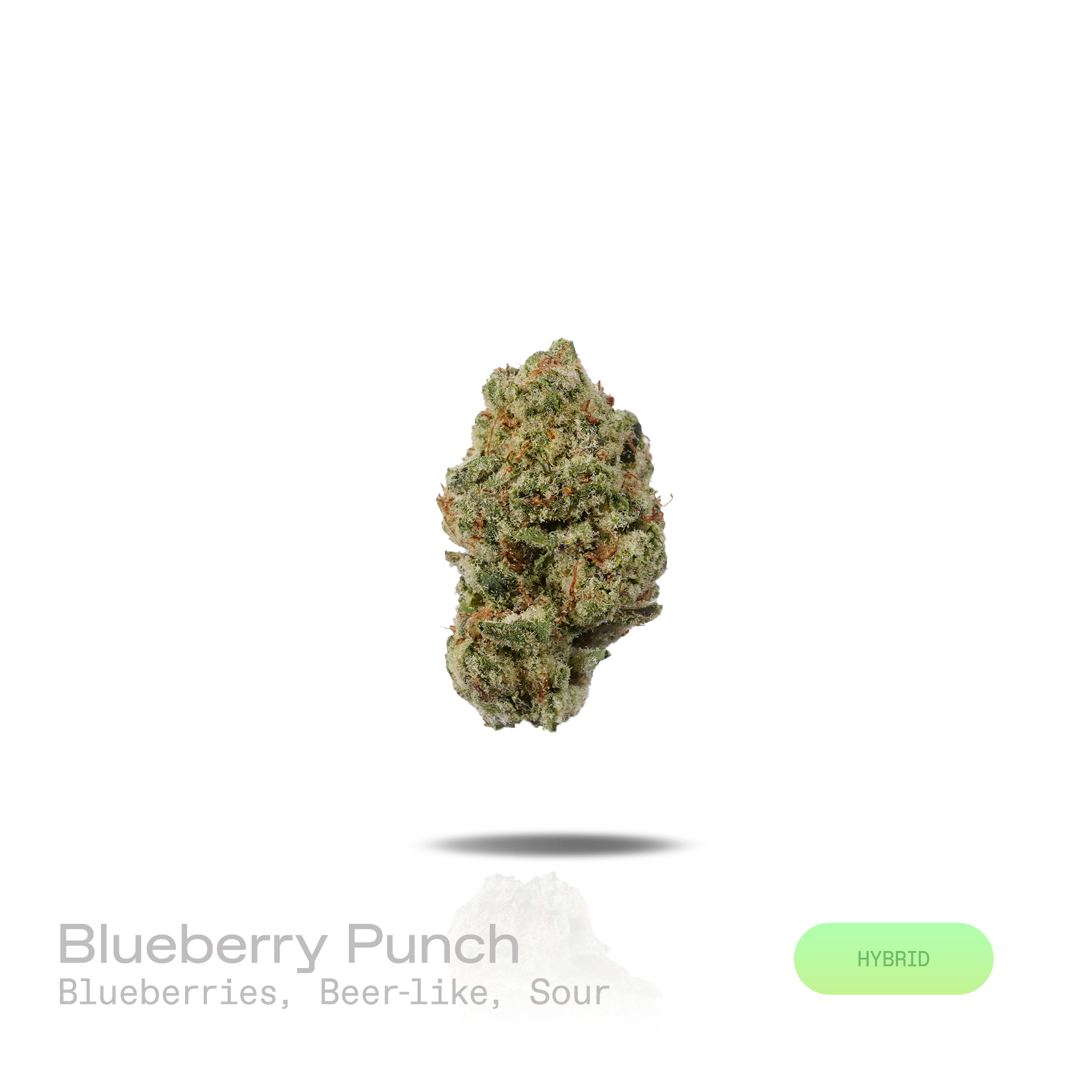 PUFFY Blueberry Punch is a balanced hybrid THCa strain produced from the distinctive union of Blueberry and Romulan. The aroma opens with ripe blueberries, layered with a distinctive beer-like maltiness and a tangy sour finish. Visually, dense forest green buds with purple hues and fiery orange pistils are coated in sticky trichomes. Consumers often report a euphoric, lively, and creatively inspired mindset alongside a soothing physical calm and enhanced appetite. 