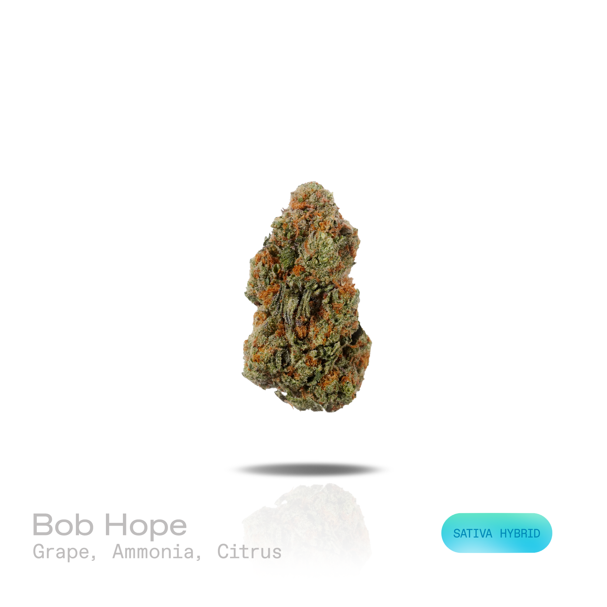 PUFFY Bob Hope is an sativa-dominant hybrid THCa strain developed from the flavorful convergence of  Super Lemon Haze and Durban Biscotti. The aroma opens with sweet, juicy grapes, followed by a sharp hint of ammonia and finished with a bright burst of zesty citrus. Visually, dense forest green buds with purple hues and fiery orange pistils are coated in sticky trichomes. Consumers often report an uplifting wave of euphoria that inspires creativity, sharpens focus, boosts energy, and leaves them feeling ref