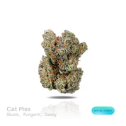 PUFFY Cat Piss is a sativa-dominant hybrid THCa strain recognized as a distinctive phenotype of the legendary Super Silver Haze. The aroma is distinctly skunky and pungent, layered with a gassy intensity. Visually, dense forest green buds with purple hues and fiery orange pistils are coated in sticky trichomes. Consumers often report a euphoric, uplifted, and energized experience that encourages creativity, sharp focus, and a vibrant sense of mental clarity. 