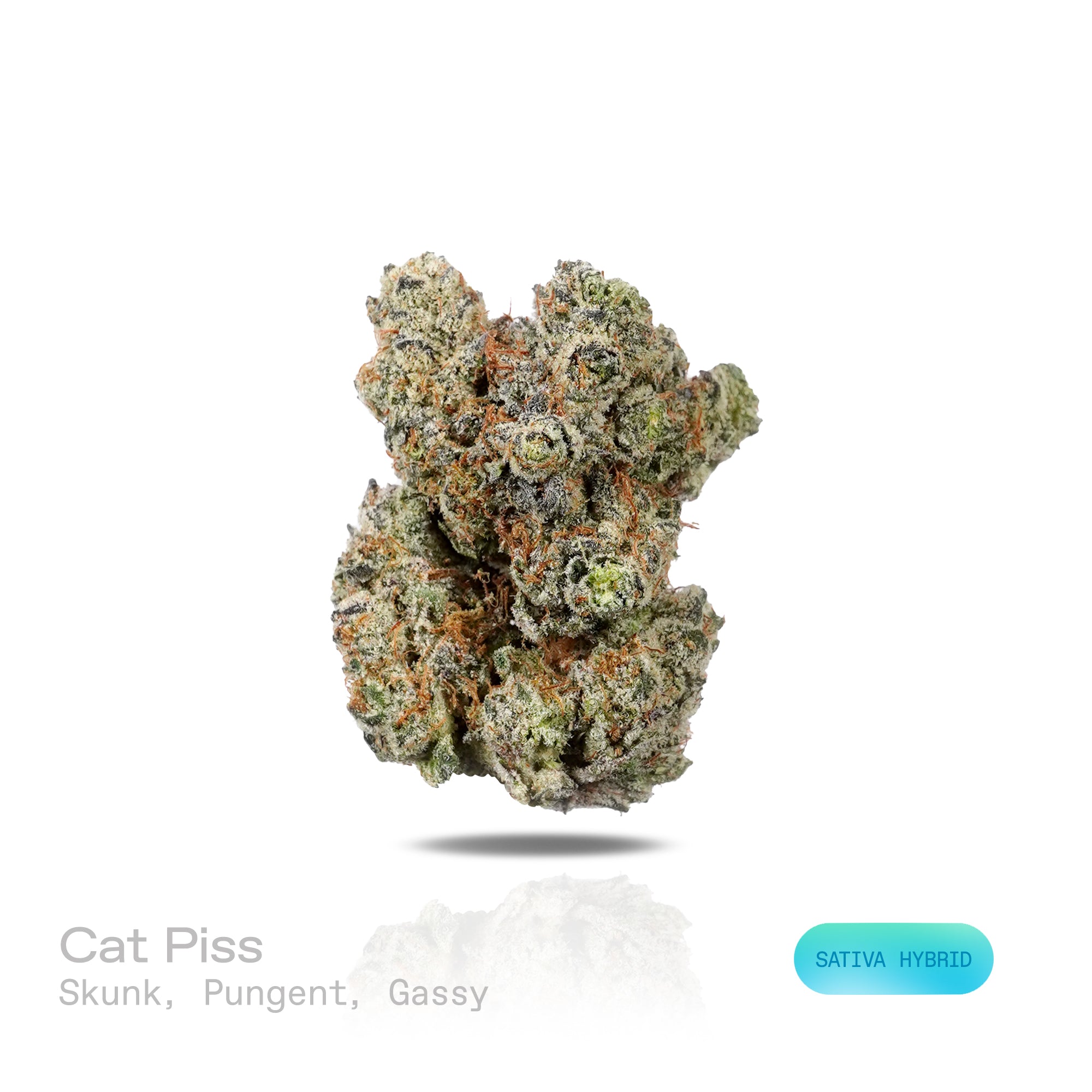 PUFFY Cat Piss is a sativa-dominant hybrid THCa strain recognized as a distinctive phenotype of the legendary Super Silver Haze. The aroma is distinctly skunky and pungent, layered with a gassy intensity. Visually, dense forest green buds with purple hues and fiery orange pistils are coated in sticky trichomes. Consumers often report a euphoric, uplifted, and energized experience that encourages creativity, sharp focus, and a vibrant sense of mental clarity. 