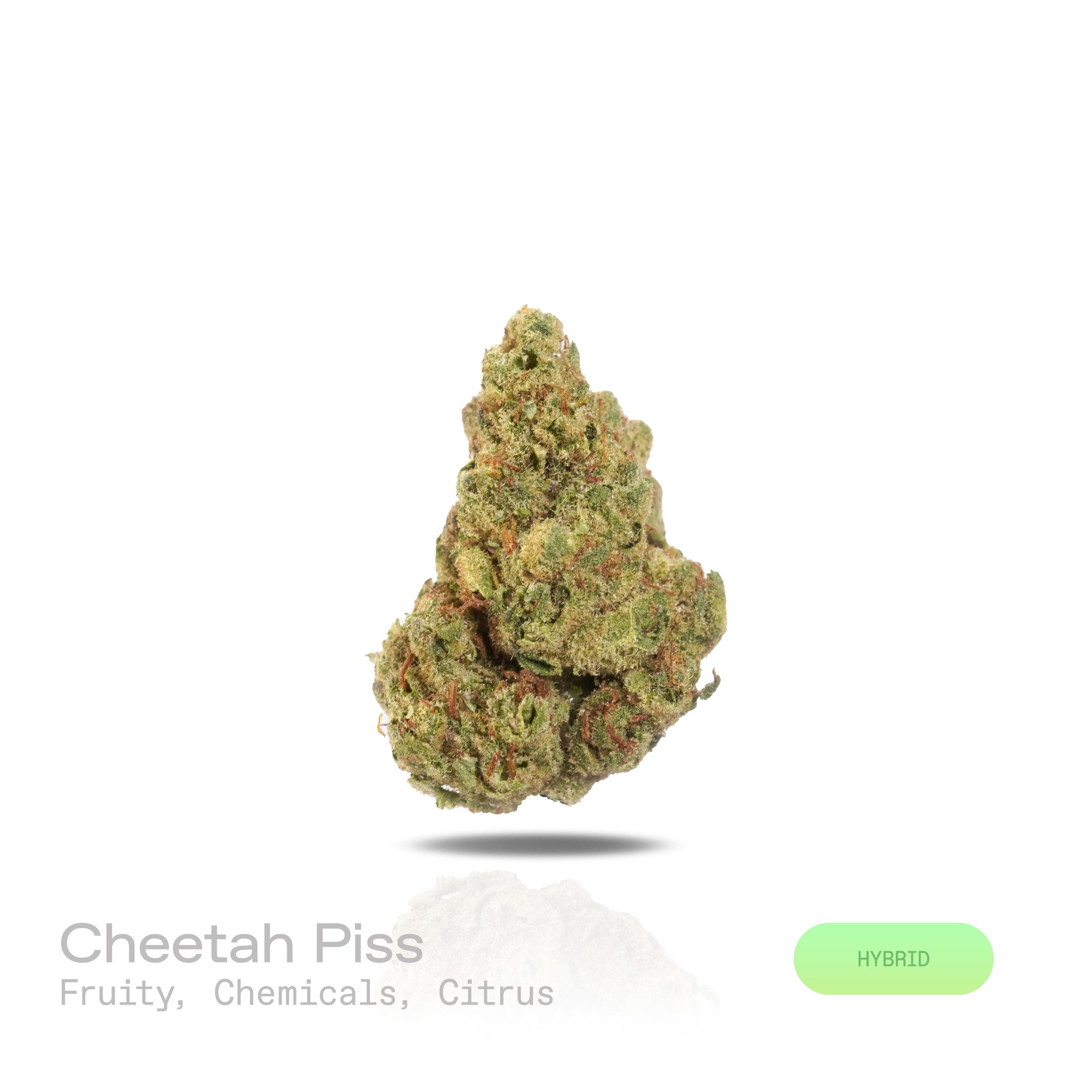 PUFFY Cheetah Piss is a balanced hybrid THCa strain, expertly bred from a powerhouse trio: Lemonnade, Gelato 42, and London Poundcake 97. The aroma is a vibrant blend of fruity sweetness, sharp citrus notes, and a distinct chemical undertone that makes it immediately memorable. Visually, the dense, vibrant green buds are frosted with trichomes, accented by orange pistils and occasional subtle purple hues. Consumers often experience an uplifting rush that sharpens focus and brings euphoric clarity, making so