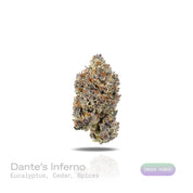 PUFFY Dante's Inferno is an indica-dominant hybrid THCa strain, born from the powerful cross of Oreoz and Devil Driver. The aroma opens with a sharp, invigorating burst of eucalyptus, layered with rich, tangy notes of cheddar and a warm, lingering hint of spices. Visually, dense bright green buds with purple hues and fiery orange pistils are coated in sticky trichomes. Consumers often report an initial uplifting cerebral euphoria with a boost in mood, creativity, and focus, followed by deep body relaxation 