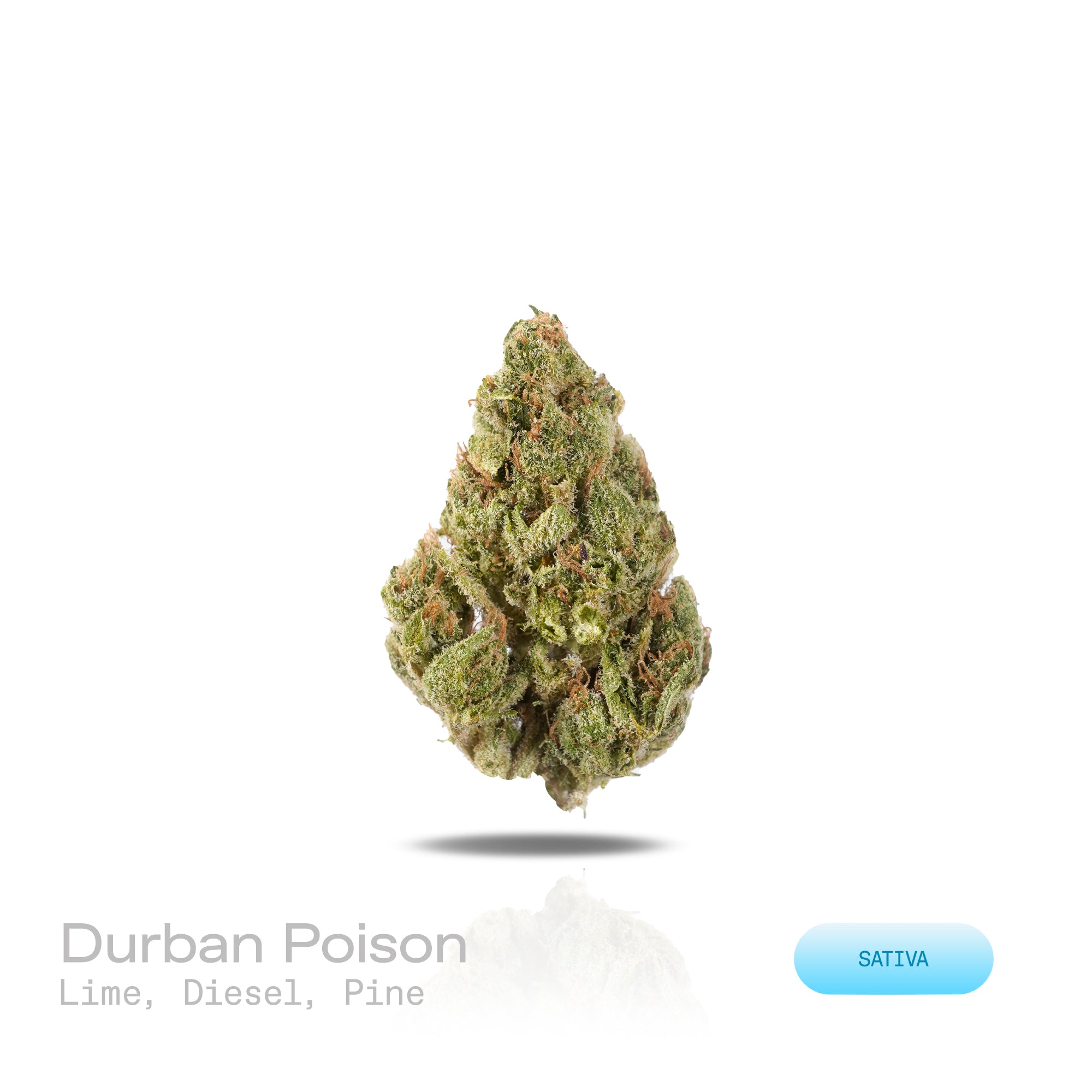 PUFFY Durban Poison is a pure sativa THCa landrace strain native to Durban, South Africa, preserved in its original, non-hybridized form. Aroma is a bold blend of zesty lime, sharp diesel, and fresh pine that creates a crisp, distinct scent. Visually, dense apple green buds with purple hues and fiery orange pistils are coated in sticky trichomes. Consumers often report feeling euphoric, motivated, focused, energetic, uplifted, and creative, often accompanied by a clear-headed sense of inspiration.