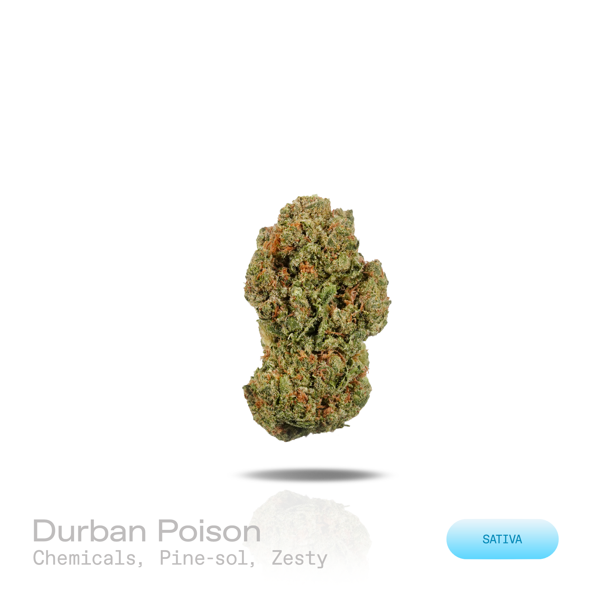 PUFFY Durban Poison is a pure sativa THCa landrace strain native to Durban, South Africa, preserved in its original, non-hybridized form. The aroma opens with a bold chemical sharpness layered over crisp Pine-Sol notes, finishing with a bright zesty citrus character. Visually, dense apple green buds with purple hues and fiery orange pistils are coated in sticky trichomes. Consumers often report feeling euphoric, motivated, focused, energetic, uplifted, and creative, often accompanied by a clear-headed sense