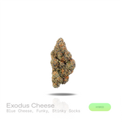 PUFFY Exodus Cheese is a balanced hybrid THCa strain born from the distinct genetic alliance of Skunk #1 (Afghan × Colombian × Mexican landrace genetics). The aroma is bold and unmistakable, unfolding in layers of creamy blue cheese tang, deep funky earthiness, and a sharp, pungent hint of worn, stinky socks. Visually, dense deep forest green buds with purple hues and fiery orange pistils are coated in sticky trichomes. Consumers often report euphoric feelings accompanied by deep relaxation, noticeable stre