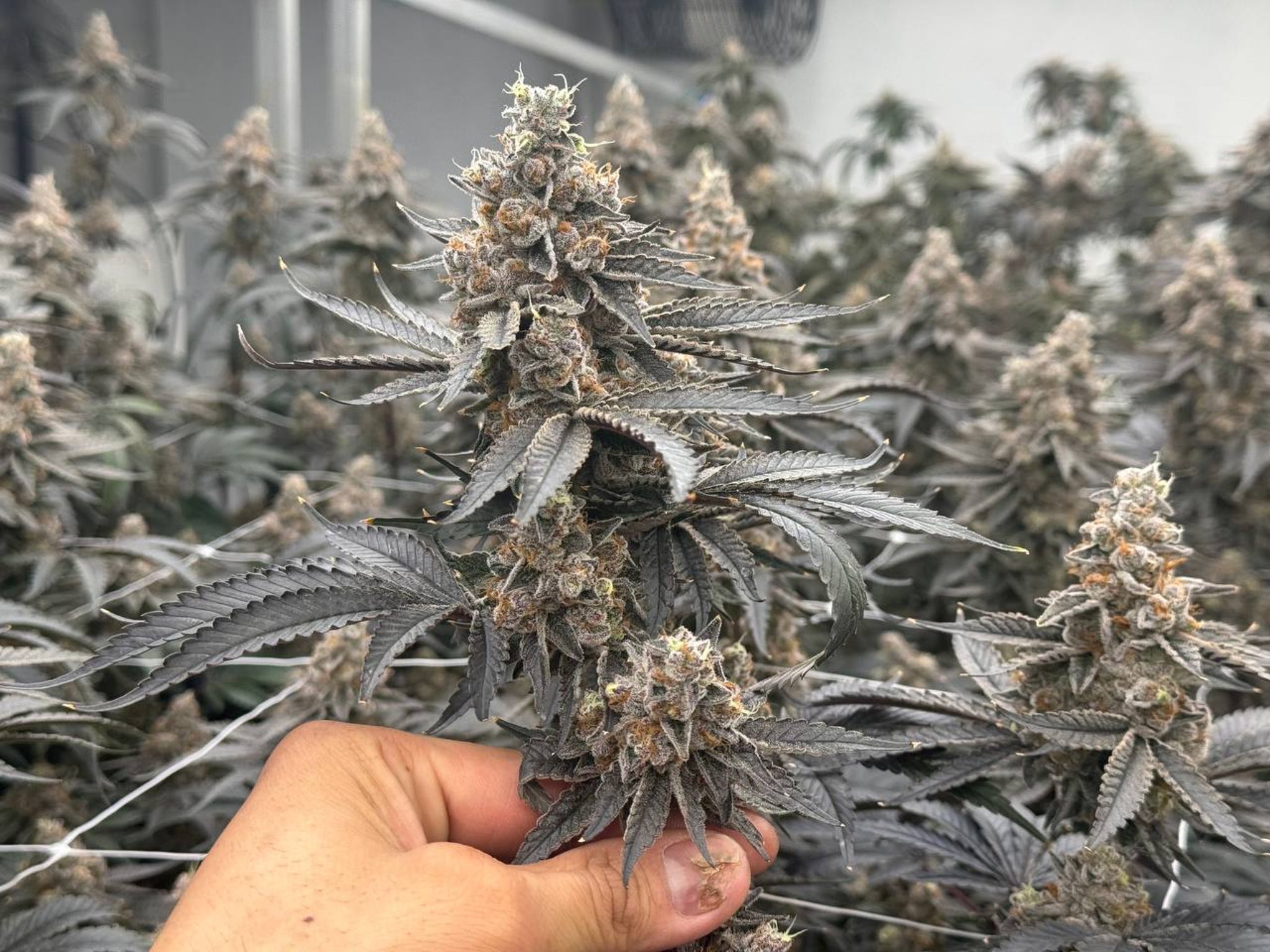 Original Z THCa Flower (Exotic) (Indica Hybrid) | PUFFY