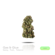 PUFFY Gas & Glue is a balanced hybrid THCa strain born from the powerhouse genetics of The White, Girl Scout Cookies, and GG4. The aroma opens with bold gassy notes, layered with pungent fuel undertones and finished by a rich, earthy tobacco character. Visually, dense forest green buds with purple hues and fiery orange pistils are coated in sticky trichomes. Consumers often report a euphoric, soothing sensation, accompanied by a balanced blend of cerebral uplift and full-body relaxation that leaves them fee