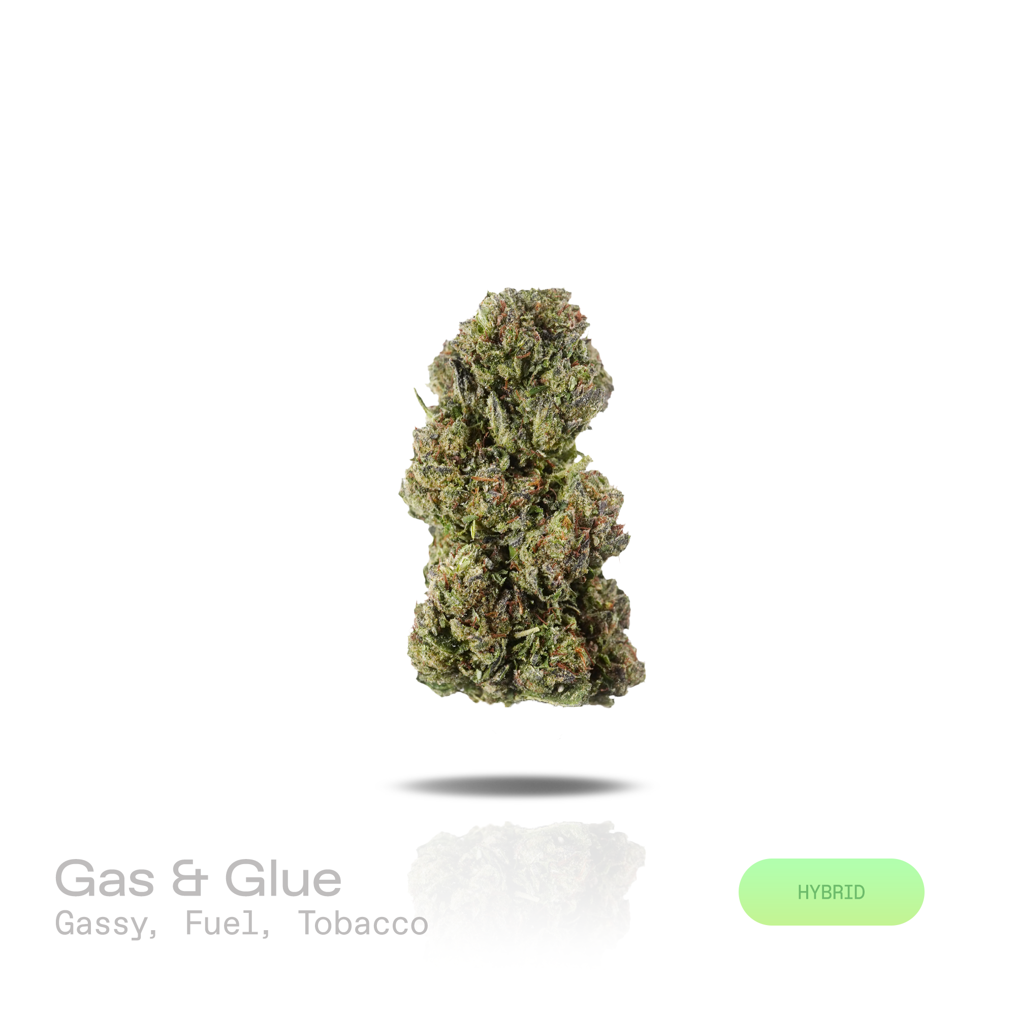 PUFFY Gas & Glue is a balanced hybrid THCa strain born from the powerhouse genetics of The White, Girl Scout Cookies, and GG4. The aroma opens with bold gassy notes, layered with pungent fuel undertones and finished by a rich, earthy tobacco character. Visually, dense forest green buds with purple hues and fiery orange pistils are coated in sticky trichomes. Consumers often report a euphoric, soothing sensation, accompanied by a balanced blend of cerebral uplift and full-body relaxation that leaves them fee