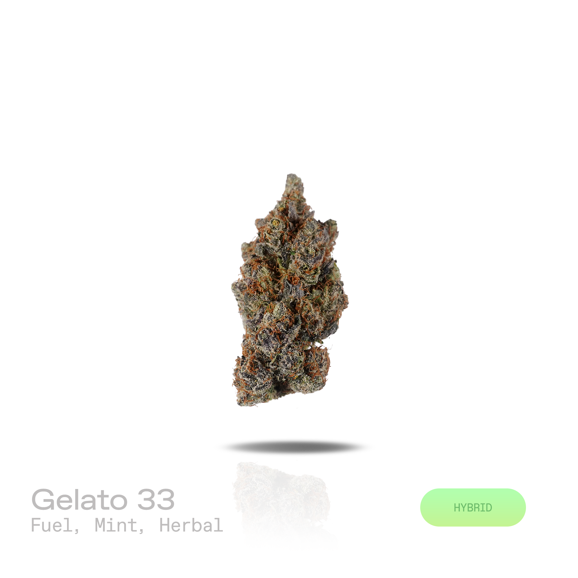 PUFFY Gelato 33 is a balanced hybrid THCa strain bred from the exceptional pairing of Sunset Sherbet and Thin Mint GSC. The aroma opens with bold fuel and cool mint, finishing with a fresh, earthy herbal undertone. Visually, dense deep forest green buds with purple hues and fiery orange pistils are coated in sticky trichomes. Consumers often report euphoric, uplifting effects that promote mental clarity, elevate mood, ease stress, and enhance creativity and social interaction. 