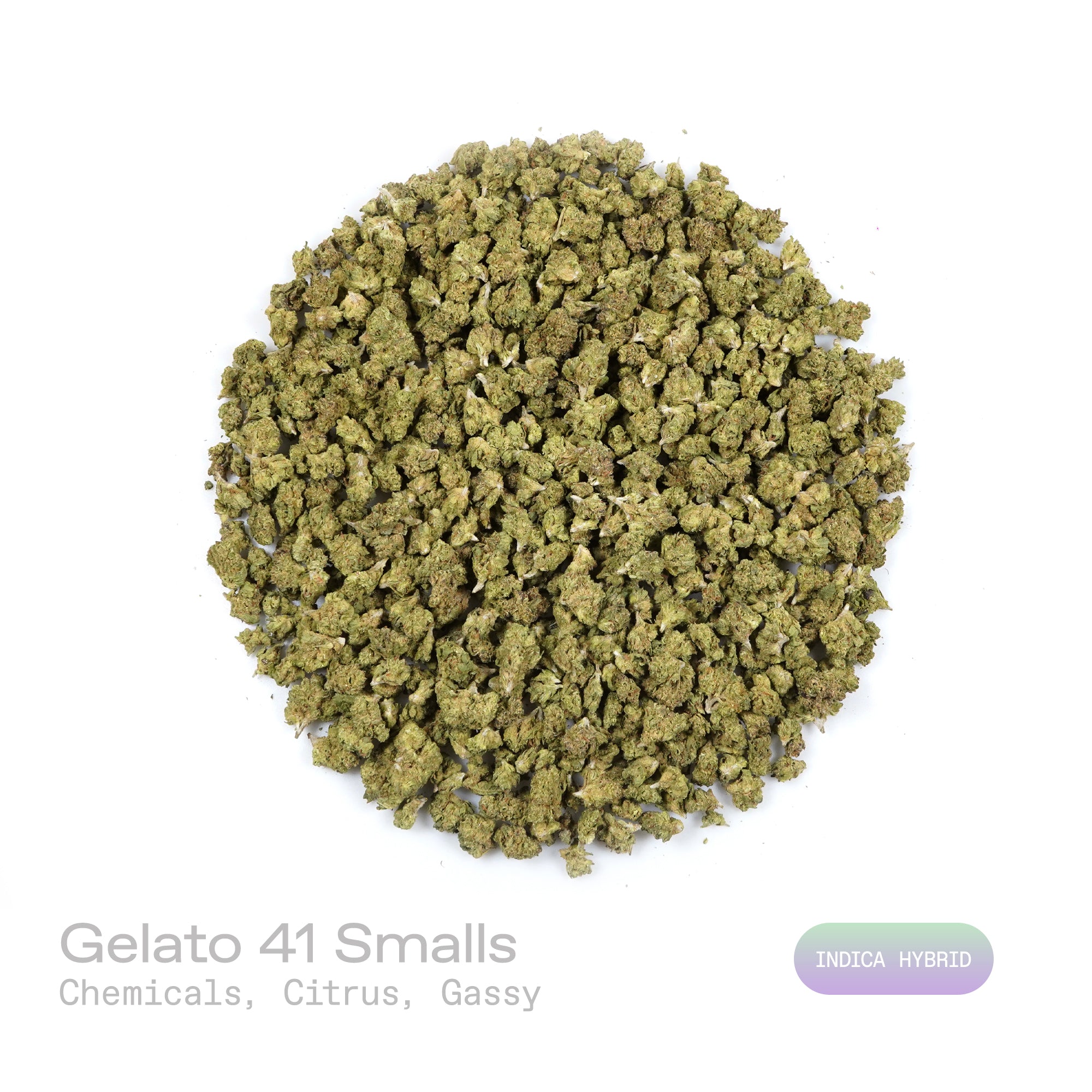 PUFFY Gelato #41 (smalls) is an indica-dominant hybrid THCa strain, expertly crafted from a potent cross between Sunset Sherbet and Thin Mint Cookies. The aroma is a bold blend of sharp chemicals, zesty citrus, and pungent gassy notes, creating a striking and memorable scent profile. Visually, buds are dense and frosty, featuring deep green and purple hues with bright orange pistils and a thick coating of sparkling trichomes. Consumers often report an uplifting euphoria that energizes the mind, boosts creat