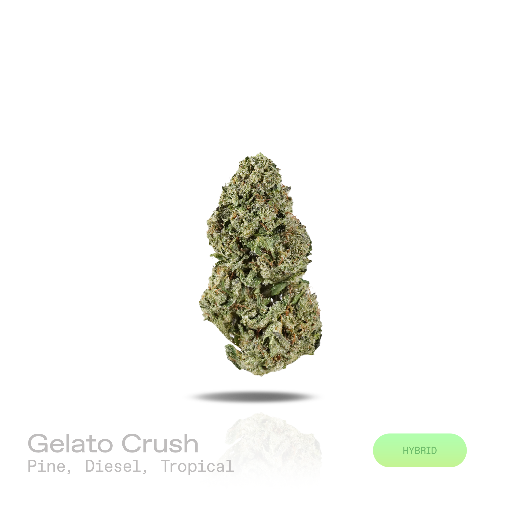 PUFFY Gelato Crush is a balanced hybrid THCa strain with a layered lineage derived from Sunset Sherbet, Thin Mint GSC (via Gelato), and a cantaloupe melon–influenced cultivar. Aroma is a sharp blend of fresh pine resin, gassy diesel fumes, and bright tropical fruit notes. Visually, dense forest green buds with purple hues and fiery orange pistils are coated in sticky trichomes. Consumers often report an uplifting euphoric mental state accompanied by a calm, relaxed body feel, often resulting in a more open 