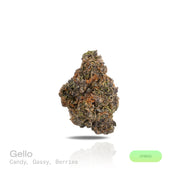 PUFFY Gello is a balanced hybrid THCa strain, born from the flavorful cross of Bacio Gelato and Mochi Gelato. The aroma blends sweet candy notes with a gassy edge and a hint of ripe berries. Visually, the buds are bright neon green with deep amber hues, vivid orange pistils, and a dense coating of chunky amber trichomes. Consumers often describe the effects as an uplifting, euphoric rush that sparks creativity, gradually giving way to deep physical relaxation and enhanced mood. 
