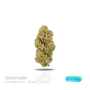 PUFFY Gelonade is a sativa-dominant hybrid THCa strain created by crossing Lemon Tree with Gelato #41. The aroma is a vibrant mix of ripe strawberries, intertwined with gassy undertones and delicate floral notes, creating a sweet, tangy, and slightly intoxicating scent profile. Visually, the buds have a dense, grape-like structure, showcasing lime-green tones with purple hues and orange pistils, all coated in glistening trichomes. Consumers often report a bright, uplifting experience with a clear-headed cer