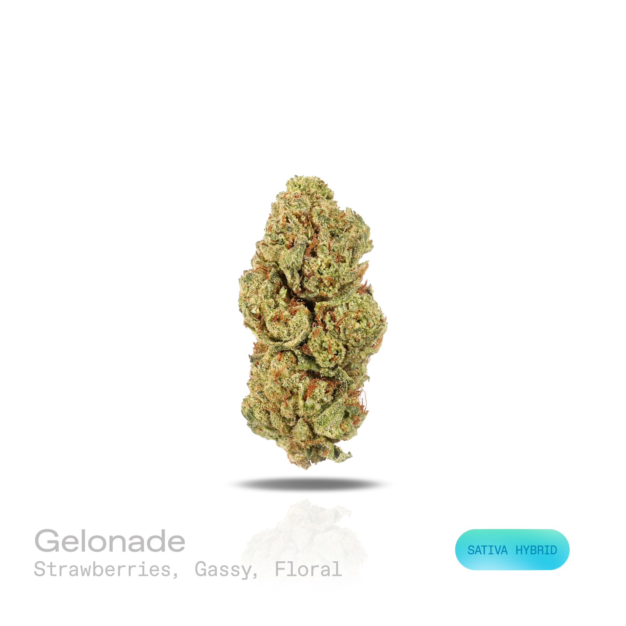PUFFY Gelonade is a sativa-dominant hybrid THCa strain created by crossing Lemon Tree with Gelato #41. The aroma is a vibrant mix of ripe strawberries, intertwined with gassy undertones and delicate floral notes, creating a sweet, tangy, and slightly intoxicating scent profile. Visually, the buds have a dense, grape-like structure, showcasing lime-green tones with purple hues and orange pistils, all coated in glistening trichomes. Consumers often report a bright, uplifting experience with a clear-headed cer