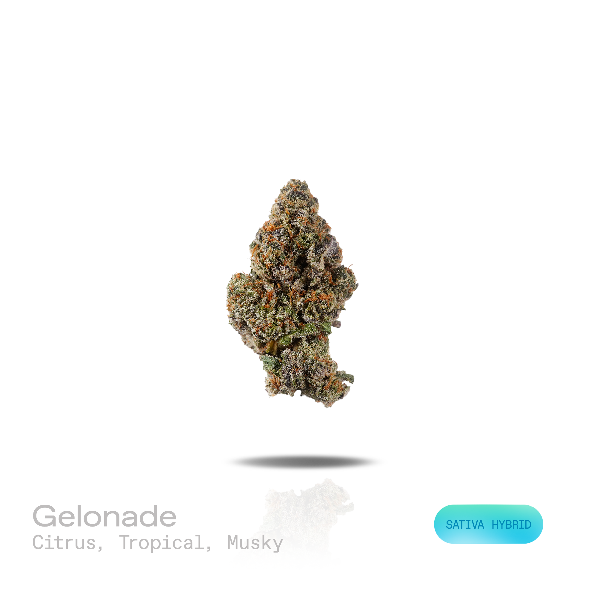 PUFFY Gelonade is a sativa-dominant hybrid THCa strain resulting from the expertly blended union of Lemon Tree with Gelato 41. The aroma opens with bright citrus and juicy tropical fruit notes, finishing with a rich, earthy musky undertone. Visually, dense forest green buds with purple hues and fiery orange pistils are coated in sticky trichomes. Consumers often report a bright, uplifting experience with a clear-headed cerebral buzz that boosts creativity, focus, and sociability, all balanced by a gentle, c