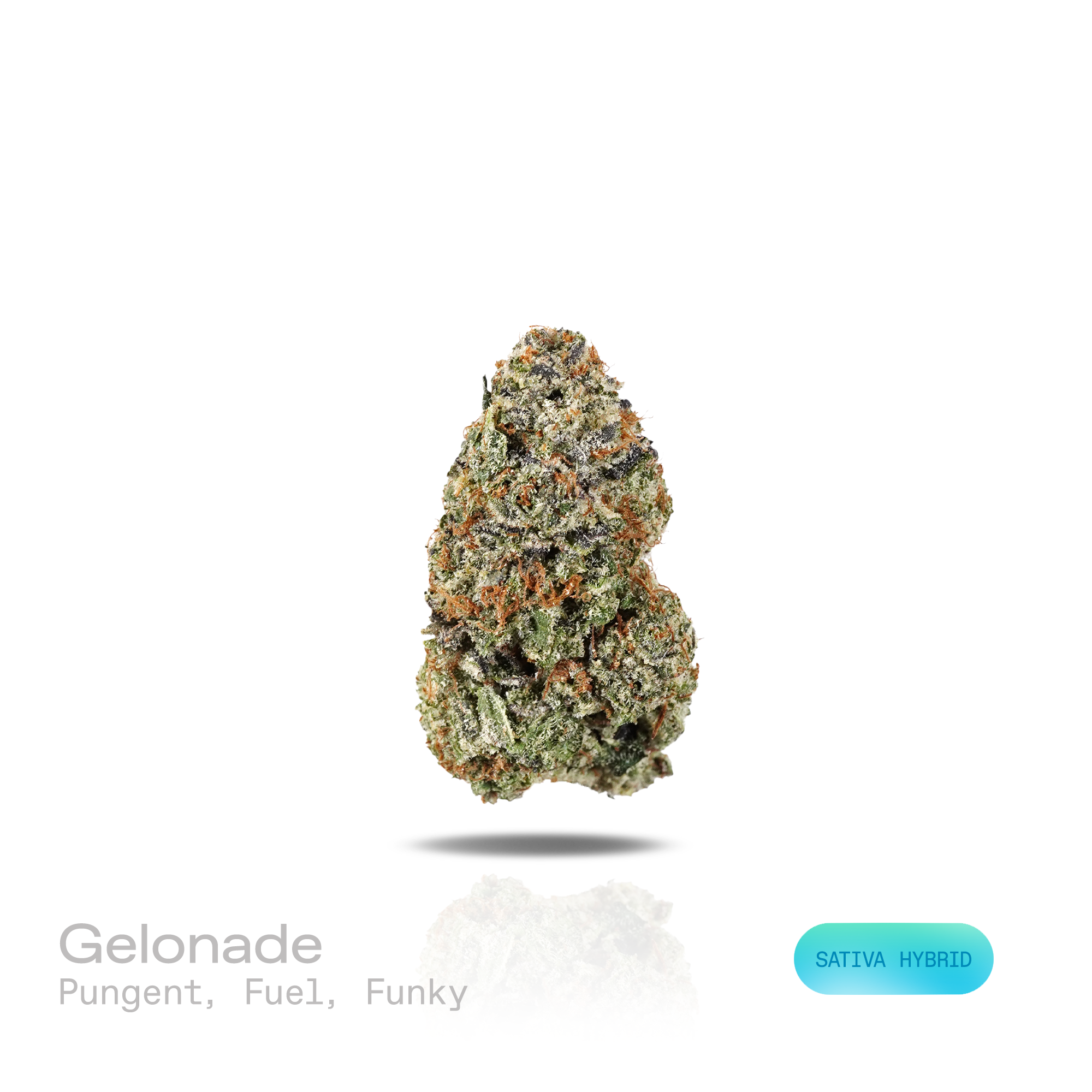 PUFFY Gelonade is a sativa-dominant hybrid THCa strain resulting from the expertly blended union of Lemon Tree with Gelato #41. The aroma is pungent, layered with gassy fuel notes and finished with a deep, funky earthy undertone. Visually, dense forest green buds with purple hues and fiery orange pistils are coated in sticky trichomes. Consumers often report a bright, uplifting experience with a clear-headed cerebral buzz that boosts creativity, focus, and sociability, all balanced by a gentle, calming body