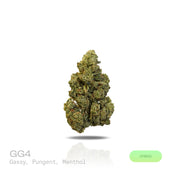 PUFFY GG4, also known as Gorilla Glue #4 is a potent hybrid THCa strain created from a cross between Chem’s Sister, Sour Dubb, and Chocolate Diesel. This strain boasts a bold and pungent aroma, a powerful fusion of gas and sharp menthol, delivering a refreshing scent with a distinct icy edge. The flavor profile is equally rich, offering a harmonious blend of earthy tones, subtle sweetness, and delicate hints of chocolate and coffee. Visually, the buds are dense and chunky, showcasing a vibrant green color a