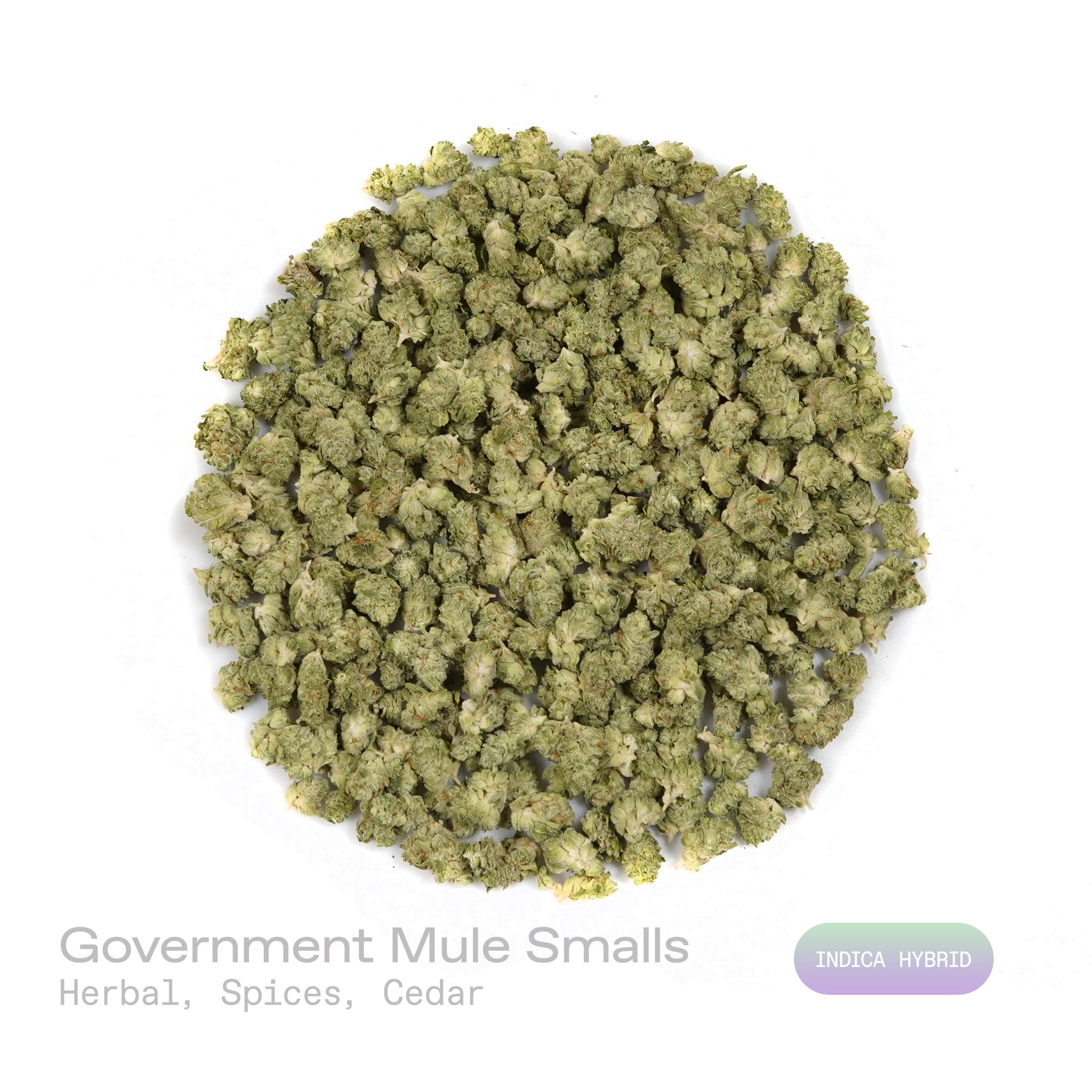 PUFFY Government Mule (smalls) is an indica-dominant hybrid THCa strain, born from the legendary pairing of G13 and Deep Chunk. The aroma is a rich blend of herbal notes, warm spices, and subtle hints of cedar, creating a soothing and earthy fragrance. Visually, dense green buds with hints of purple are threaded with fiery orange pistils and coated in a sparkling layer of sticky trichomes. Consumers often report a wave of happy, euphoric, and focused mental clarity accompanied by strong calming and deeply r