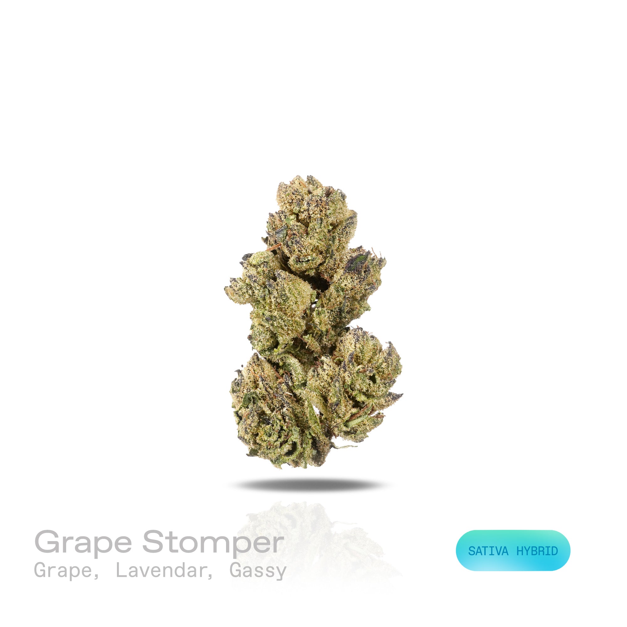 PUFFY Grape Stomper is a sativa-dominant hybrid THCa strain, born from a powerful cross between Purple Elephant and Chemdawg Sour Diesel. The aroma is a rich and enticing blend of sweet grape, soothing lavender, and a sharp, gassy undertone, creating a complex and memorable scent profile. Visually, dense pine green buds with purple hues and fiery orange pistils are coated in sticky trichomes. Consumers often report feeling a boost in mental clarity and creativity, heightened sociability, and a pleasantly ti