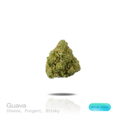 PUFFY Guava is a sativa-dominant hybrid THCa strain bred through the premium union of Gelato and Stardawg. The aroma opens with bold cheesy notes, followed by a pungent earthiness and an unmistakably funky, stinky finish. Visually, the buds are dense, with green tones, bright orange pistils, and a frosty trichome coating. Consumers often report a euphoric shift in mood paired with an uplifted, content state that enhances creativity and supports a more focused, sharp mental clarity.  