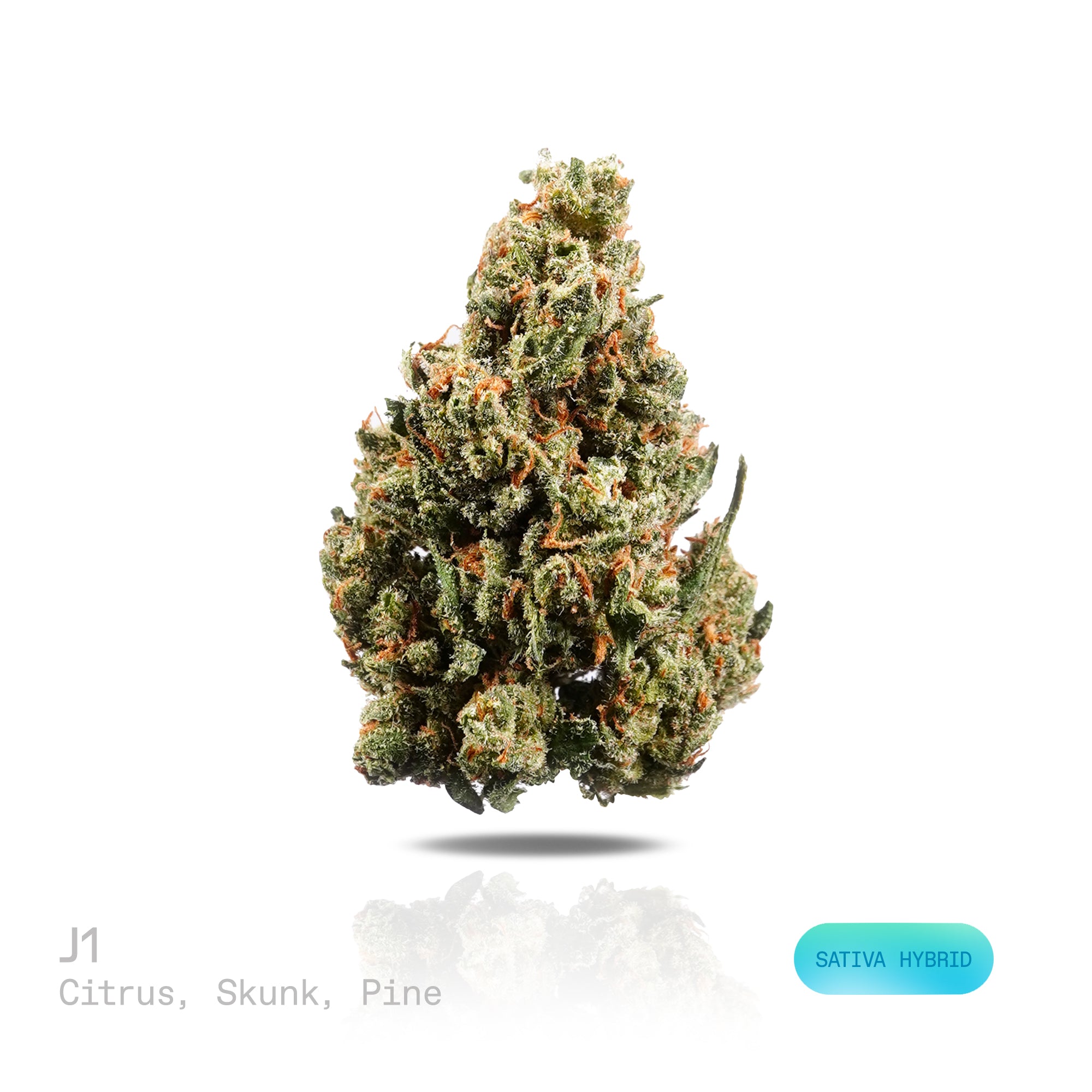 PUFFY J1 (also known as Jack One) is a sativa-dominant hybrid THCa strain expertly crafted through the unique pairing of Jack Herer and Skunk #1. The aroma blends zesty citrus notes with pungent skunky undertones and fresh, earthy pine scents. Visually, dense forest green buds with purple hues and fiery orange pistils are coated in sticky trichomes. Consumers often report a euphoric rush that lifts the mood, awakens the senses, and fuels a burst of energy, with sharpened focus and an inspired flow of creati