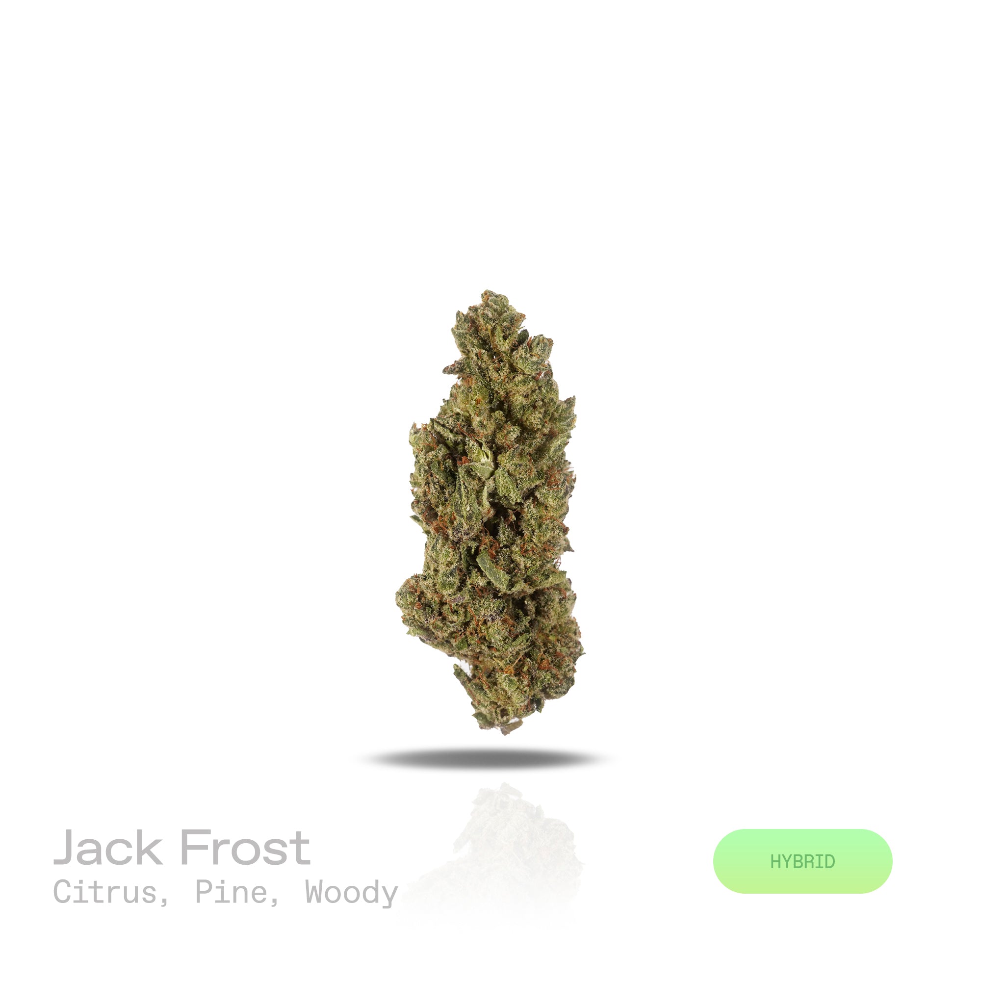 PUFFY Jack Frost is a balanced hybrid THCa strain,  born from a complex cross of Northern Lights, White Widow, and Jack Herer. The aroma opens with bright citrus notes, layered with fresh pine and grounded by warm, woody undertones. Visually, the buds are dense, with rich green and purple hues, bright orange pistils, and a frosty layer of trichomes. Consumers often report a happy, euphoric, and uplifting experience that promotes focus, energy, creativity, and balanced relaxation, making it well suited for d