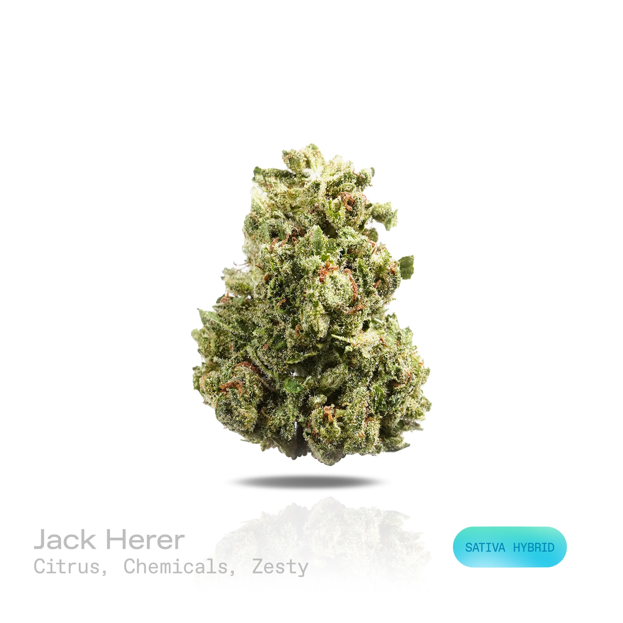 PUFFY Jack Herer is a sativa-dominant hybrid THCa strain, bred from a legendary three‑way genetic cross of Northern Lights #5, Shiva Skunk, and Haze. The aroma is a vibrant blend of citrus and zesty notes accented by a sharp chemical undertone. Visually, dense green buds with purple hues and fiery orange pistils are coated in sticky trichomes. Consumers often report euphoric, energetic, focused, and uplifting sensations, along with potential relief from stress and anxiety and a noticeable boost in creativit