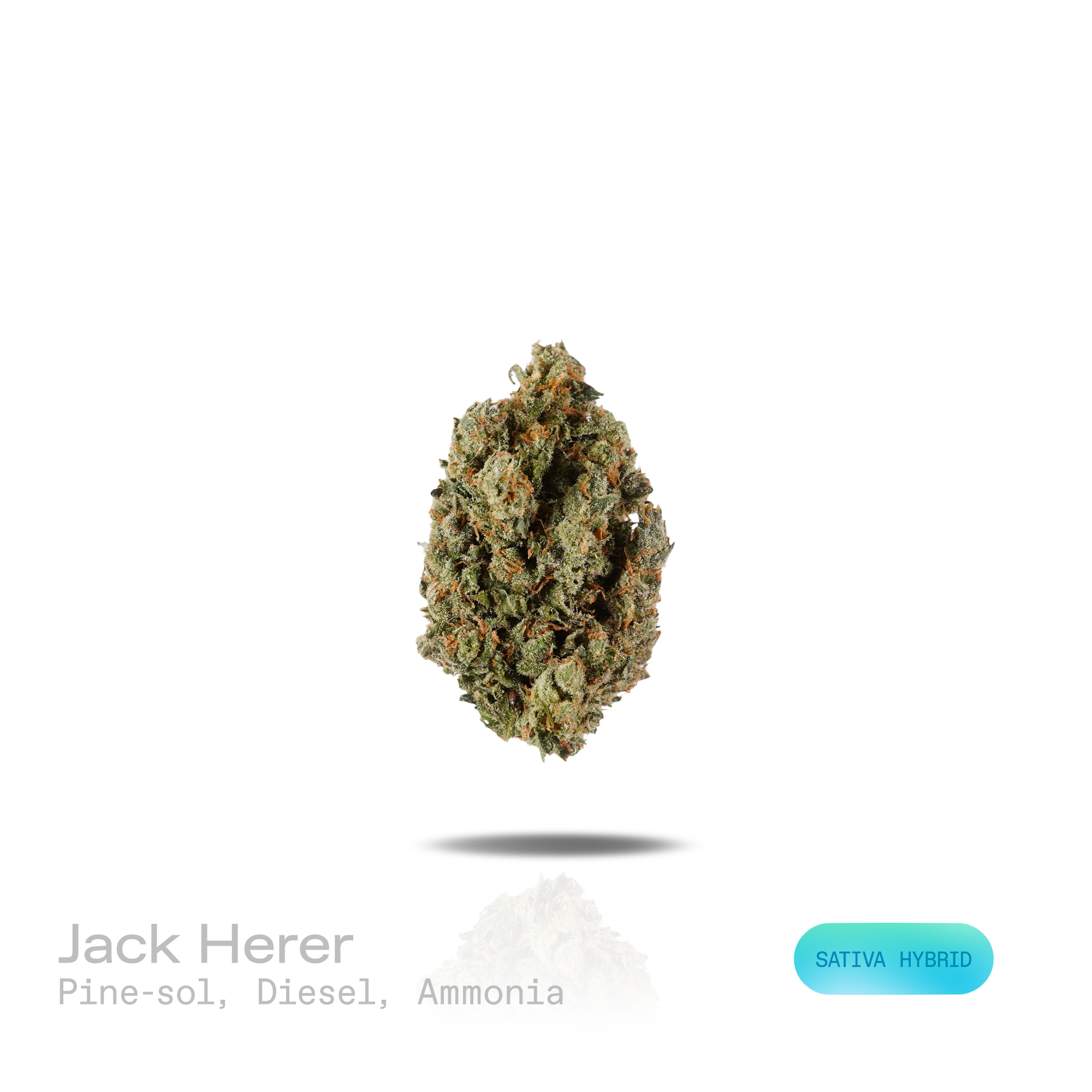PUFFY Jack Herer is a sativa-dominant hybrid THCa strain, bred from a legendary three‑way genetic cross of Northern Lights #5, Shiva Skunk, and Haze. The aroma opens with sharp Pine-Sol cleaner notes layered over pungent diesel, finishing with a bold, ammonia-like sharpness. Visually, dense green buds with purple hues and fiery orange pistils are coated in sticky trichomes. Consumers often report euphoric, energetic, focused, and uplifting sensations, along with potential relief from stress and anxiety and 