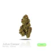 PUFFY Julius Caesar is a balanced hybrid THCa strain, born from the renowned cross of SoCal Master Kush and SFV OG Kush. Aroma is earthy and grounding, lifted by a bright splash of citrus for a refreshing finish. Visually striking, the dense buds are frosted with thick trichome coverage, accented by purple-tinged sugar leaves and vivid orange pistils. Consumers often report a bright, euphoric lift that smoothly transitions into soothing relaxation, making it a versatile choice for both social and unwinding 