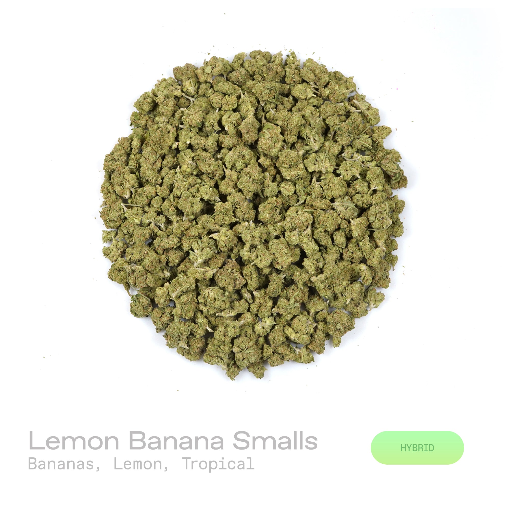 PUFFY Lemon Bananas (smalls) is a balanced hybrid THCa strain expertly crafted with an air of mystery, with Banana Kush being the most commonly suggested influence. The aroma is a vibrant fusion of ripe bananas, zesty lemon, and exotic tropical notes. Visually, dense spring green buds with purple hues and fiery orange pistils are coated in sticky trichomes. Consumers often report a euphoric and uplifting sense of happiness, paired with a spark of creativity and clear mental focus, balanced by smooth, flowin