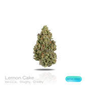 PUFFY Lemon Cake is a sativa-dominant hybrid THCa strain, born from the flavorful union of Lemon Skunk and Cheese. The aroma greets you with rich notes of warm vanilla, intertwined with soft, doughy undertones and a creamy finish that lingers invitingly. Visually, dense spring green buds with hints of purple are threaded with fiery orange pistils and coated in a sparkling layer of sticky trichomes. Consumers often report feeling euphoric and uplifted, with a vibrant sense of vitality and focused clarity tha