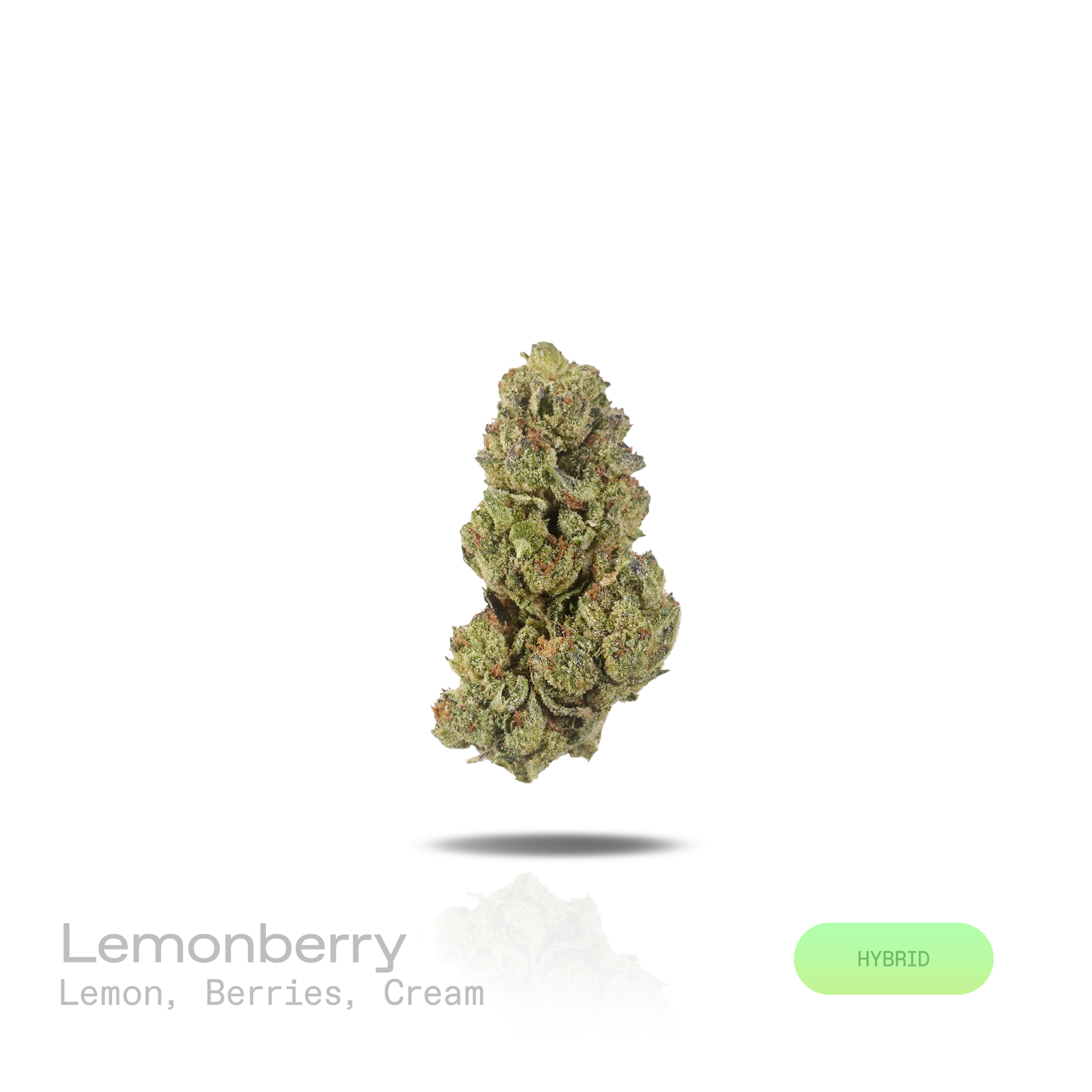 PUFFY Lemonberry is a balanced hybrid THCa strain, shaped through the genetic blending of Dabney Blue with Lemon Thai. The aroma opens with bright, zesty lemon notes that quickly intertwine with juicy, ripe berries, rounded out by a smooth, creamy undertone. Visually, dense forest green buds with purple hues and fiery orange pistils are coated in sticky trichomes. Consumers often report an uplifting wave of euphoria and joy that can lead to lighthearted laughter, along with a motivating burst of energy that