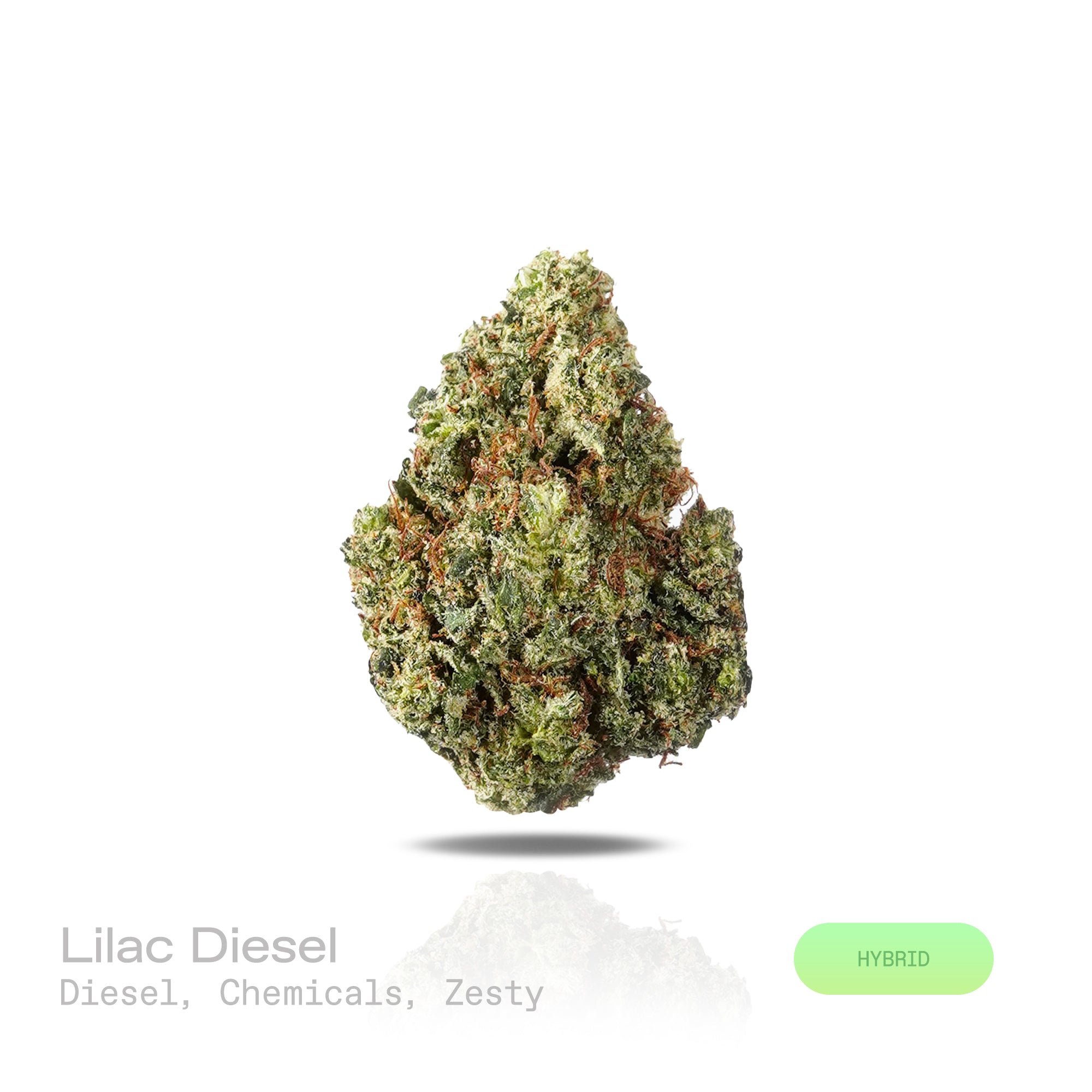 PUFFY Lilac Diesel is a balanced hybrid THCa strain, crafted from the legendary lineage of (Silver Lemon Haze × Forbidden Fruit) × (NYC Cherry Pie × Citral Glue). The aroma is a pungent blend of diesel and chemical notes, rounded out by a sharp, zesty finish. Visually, the dense buds display forest-green tones with deep purple hues, vibrant orange pistils, and a frosty trichome coating. Consumers often report feeling euphoric and uplifted, experiencing a wave of happiness and creative energy that leaves the