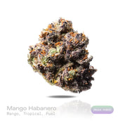 PUFFY Mango Habanero is an indica-dominant hybrid THCa strain signature SFV OG phenotype cultivated from The Cali Connection’s distinguished genetic heritage. The aroma is an elevated fusion of ripe mango, lush tropical fruit, and rich fuel notes. Visually, dense deep forest green buds with purple hues and fiery orange pistils are coated in sticky trichomes. Consumers often report a euphoric and energized experience with enhanced creativity, clear focus, and a relaxed sense of ease.