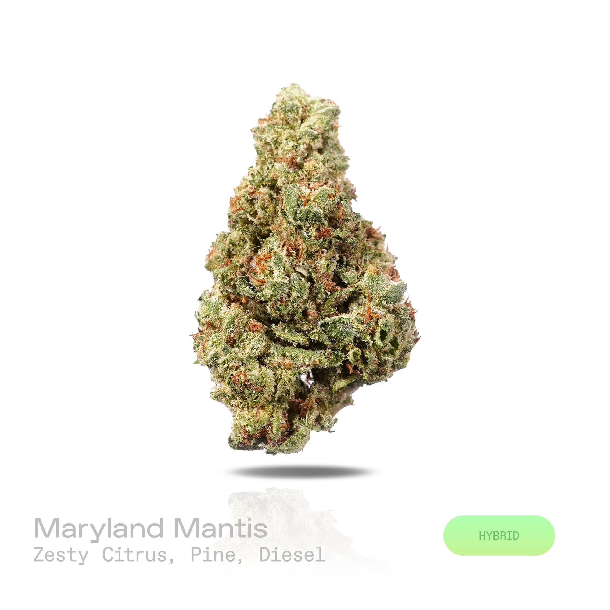 PUFFY Maryland Mantis is a balanced hybrid THCa strain with an undocumented genetic lineage, as its specific parent strains have not been confirmed. The aroma opens with a vibrant burst of zesty citrus, complemented by crisp pine notes and a bold, pungent diesel undertone. Visually, dense forest green buds with purple hues and fiery orange pistils are coated in sticky trichomes. Consumers often report a refined blend of euphoric bliss, uplifting sensations, and soothing relaxation.