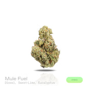 PUFFY Mule Fuel is a balanced hybrid THCa strain crafted from a genetic cross of Lurch and GMO Cookies. The aroma is a bold fusion of diesel and sweet lime, elevated by crisp, refreshing notes of eucalyptus. Visually, dense olive green buds with purple hues and fiery orange pistils are coated in sticky trichomes. Consumers often report a soothing wave of euphoria that gently settles into a deeply relaxing body high, melting away tension while promoting a calm, restful state.